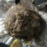 Ferrero Rocher - worm and fungus found inside ferrero rocher