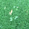 Lowe's - weeds growing through artificial grass