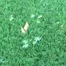 Lowe's - weeds growing through artificial grass - Photo 1