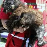 Blairs Toy Schnauzers - Backyard Puppy Mill - Photo 2
