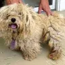 Blairs Toy Schnauzers - ANIMAL ABUSE!!!  BLAIRS TOY SCHNAUZERS, Backyard  Breeder selling sick puppies, Spring Hills, Florida