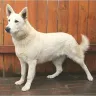 Polarbear White Shepherds - Bad dog breeder - Photo 1