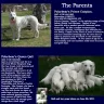 Polarbear White Shepherds - Bad dog breeder