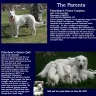 Polarbear White Shepherds - Bad dog breeder - Photo 2