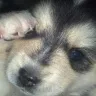 azpomskies.com - did not pay for services.... among other stuff