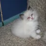 Tampa Bay Ragdolls - sick and overbred Ragdoll Kittens