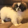 Star Yorkie Kennel - Breach of Contract - Photo 1