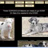 Gentle Giants of the South - Deception - Photo 2