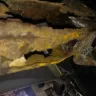 Toyota - rusted frames - Photo 1