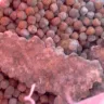 Everpet - Mold in Dog Food - Photo 2