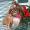 Puppypawler - slander defamation of character - Photo 1