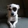 Banfield Pet Hospital - mistreatment and death of my chihuahua - Photo 1