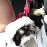 Dog Breeders - Sold Sick Puppy