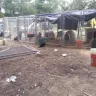 Rsd Kennels/akc Shepherds - Sick puppies