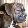 Boxer Puppies - Puppies w/ demodex mange & heart murmurs that are sold with bacterial pneumonia