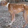 Boxer Puppies - Puppies w/ demodex mange & heart murmurs that are sold with bacterial pneumonia