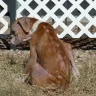 Boxer Puppies - Puppies w/ demodex mange & heart murmurs that are sold with bacterial pneumonia