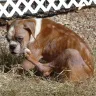 Boxer Puppies - Puppies w/ demodex mange & heart murmurs that are sold with bacterial pneumonia