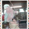 Nicks pets II - sold my bird i had placed a deposit on - Photo 1