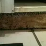 Timbercreek Communities / Timbercreek Asset Management - Mold damage - Photo 1