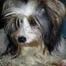 Uptownyorkiepuppies.com - Unsocialized dogs