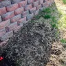 TruGreen - killed my lawn - Photo 3