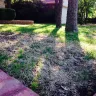 TruGreen - killed my lawn - Photo 5