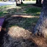 TruGreen - killed my lawn - Photo 6