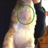 Bat Cave Cattery - Sick Devon Rex - Photo 1