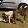 Facebook - Backyard breeder and dog hoarding - Photo 1