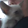 YewCats Cattery - Animal neglect - Photo 1