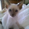 YewCats Cattery - Animal neglect - Photo 2