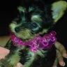 Vicki Davis - Trafficking sick puppies / running puppy mill - Photo 1