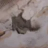 Timbercreek Communities / Timbercreek Asset Management - mold,sbs,ants,flies,wet foundation, ect - Photo 3