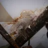 Timbercreek Communities / Timbercreek Asset Management - mold,sbs,ants,flies,wet foundation, ect - Photo 1