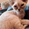 E & K Katz - sick dying kittens - Photo 1