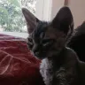 E & K Katz - sick dying kittens - Photo 2