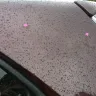 KIA Motors - chipped paint - Photo 5