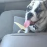 Royal Puppy Kennel - English bulldog purchase - Photo 1
