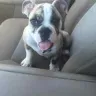 Royal Puppy Kennel - English bulldog purchase - Photo 2