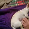 Banfield Pet Hospital - my dog died from a dental cleaning under anesthesia - Photo 1