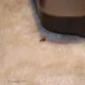 Whirlpool - roach infestation - Photo 1