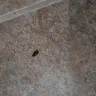 Whirlpool - roach infestation - Photo 3