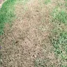 TruGreen - service - Photo 3