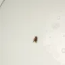 Starbucks - bug in my drink - Photo 1