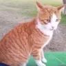 Facebook - Killed efenseless pet cat with an arrow