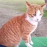 Facebook - Killed efenseless pet cat with an arrow - Photo 1