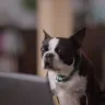 TripAdvisor - annoying dog