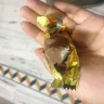 Toblerone - Fungi found in toblerone mini bars
