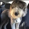 Petco - grooming services - Photo 1